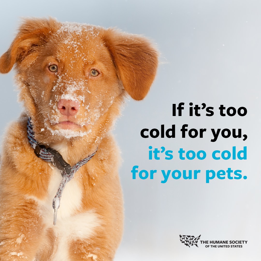 If it's too cold for you, it's too cold for your pets.
The Human Society of the United States